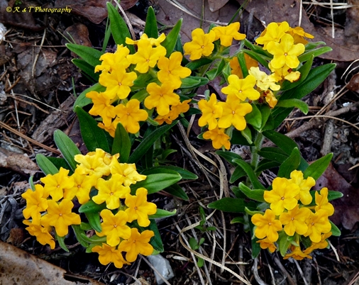 {Lithospermum canescens}
